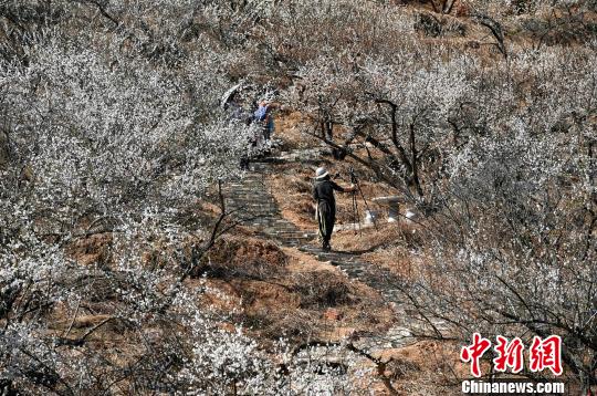 丘陵地に咲き誇る梅の花、省內(nèi)外から花見客集まる　福建省