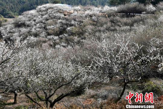 丘陵地に咲き誇る梅の花、省內(nèi)外から花見客集まる　福建省