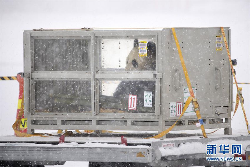 中國(guó)のパンダ「華豹」と「金寶寶」が無事フィンランドに到著