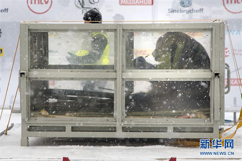 中國のパンダ「華豹」と「金寶寶」が無事フィンランドに到著