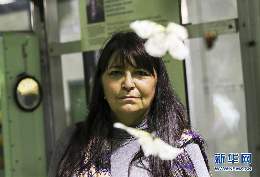 冬に色鮮やかなチョウを鑑賞　米國(guó)自然史博物館でチョウ展が開催中