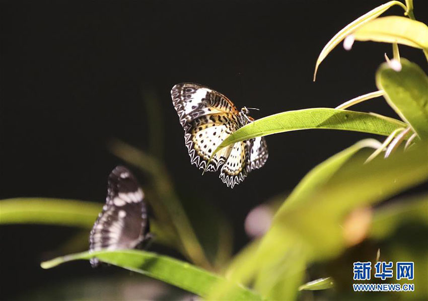 冬に色鮮やかなチョウを鑑賞　米國(guó)自然史博物館でチョウ展が開(kāi)催中