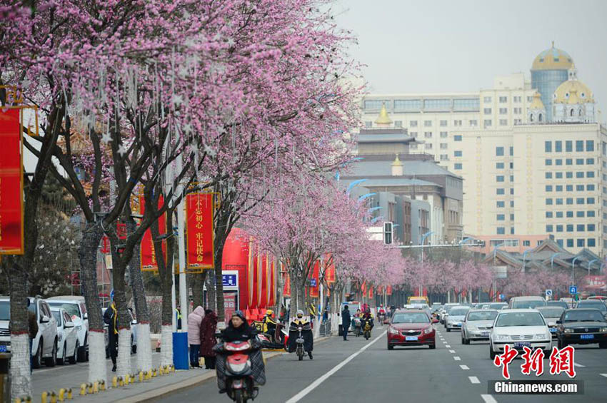 真冬のフフホトの街中に登場した鮮やかなモモの並木道　內(nèi)蒙古