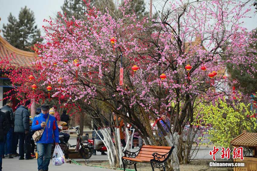 真冬のフフホトの街中に登場した鮮やかなモモの並木道　內(nèi)蒙古