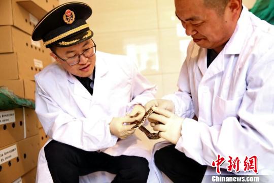 浙江省から初めて日本に生きたヘビを輸出　約127萬円相當(dāng)