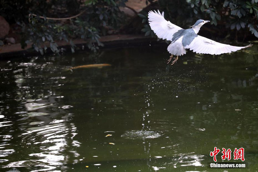 鳥と草木が共存する九龍公園　香港地區(qū)
