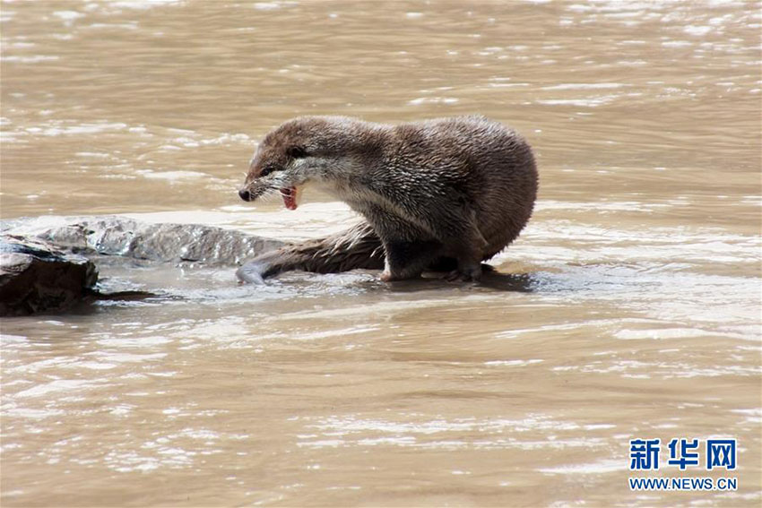 青海省の三江源國(guó)家公園にユーラシアカワウソ現(xiàn)る