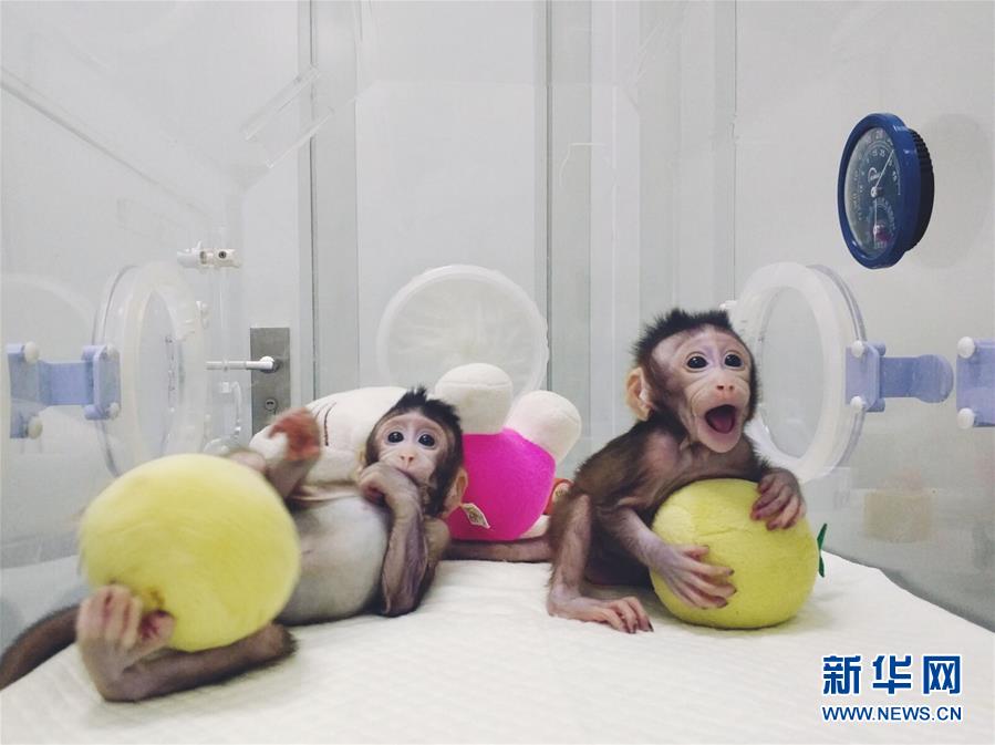 中國人科學(xué)者が世界初の體細(xì)胞クローンサルの育成に成功