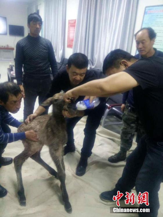 最も寒い時(shí)期に生まれた野生の子ウマ　繁殖センターのサポートで無事育つ