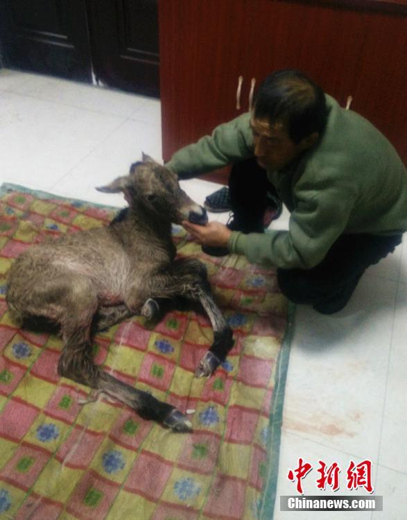 最も寒い時(shí)期に生まれた野生の子ウマ　繁殖センターのサポートで無事育つ