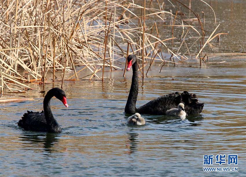 円明園の湖で仲良く泳ぐコクチョウの親子