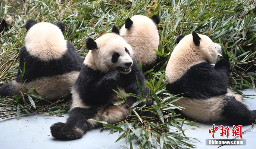 真冬を過ごす子パンダの愛くるしい姿が來園者を魅了　四川省
