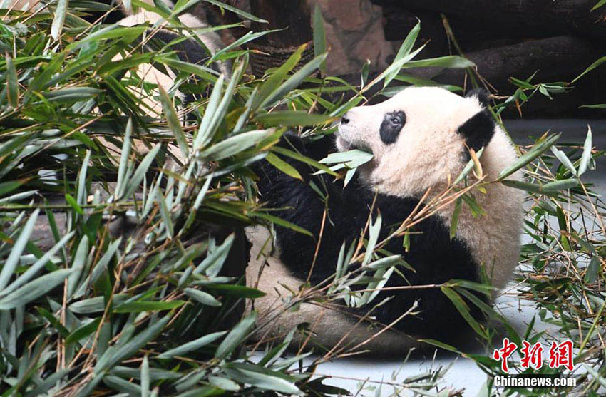 真冬を過ごす子パンダの愛くるしい姿が來園者を魅了　四川省