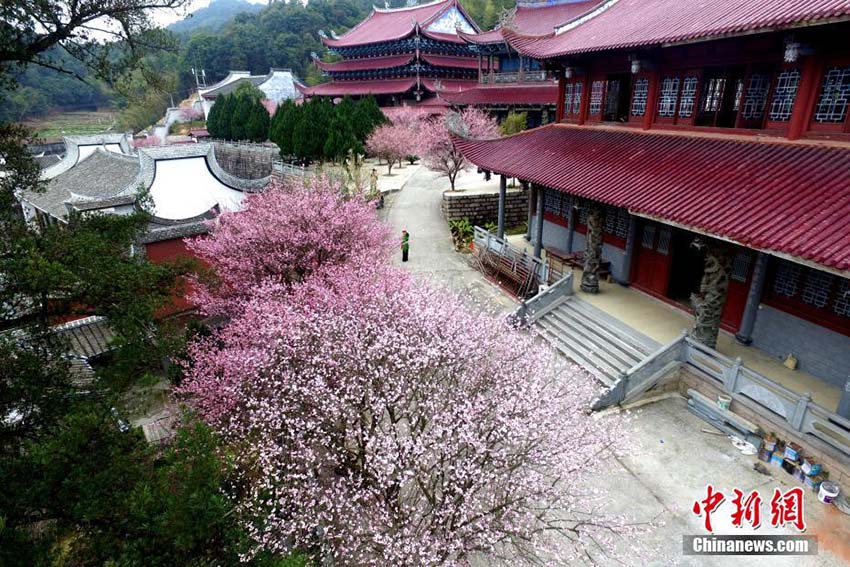 冬景色に暖かな彩添える　福州の林陽(yáng)寺で梅の花が満開(kāi)に