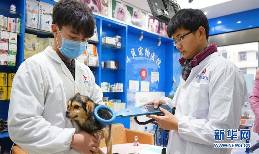 江西省南昌市で初の野良犬引取り窓口開設(shè)