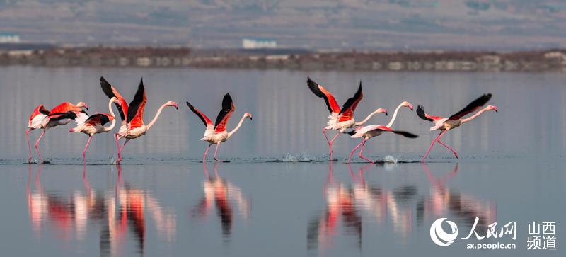 冬の運(yùn)城塩湖にフラミンゴが飛來