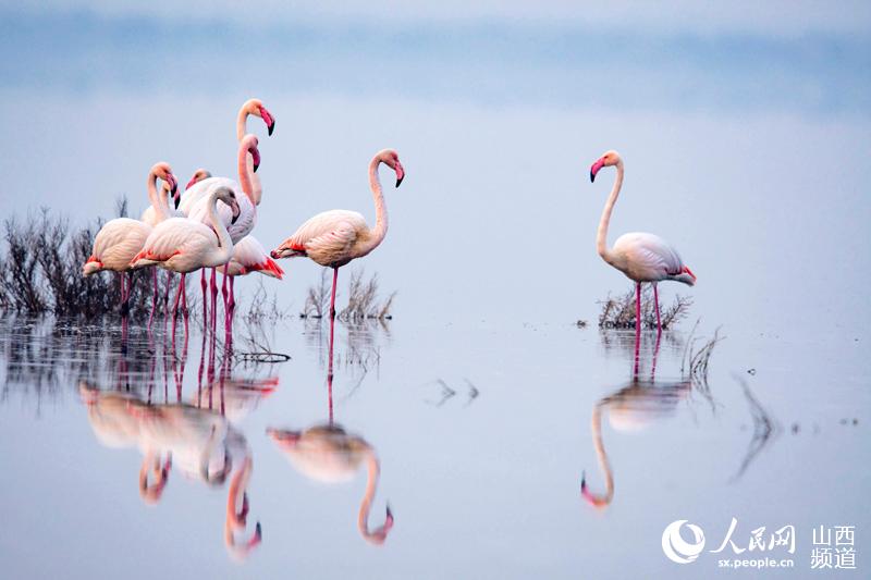 冬の運城塩湖にフラミンゴが飛來
