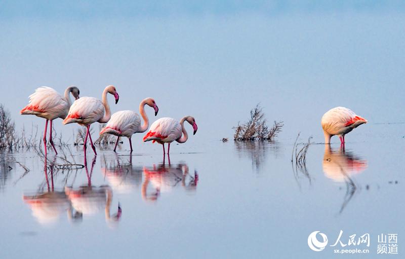 冬の運(yùn)城塩湖にフラミンゴが飛來