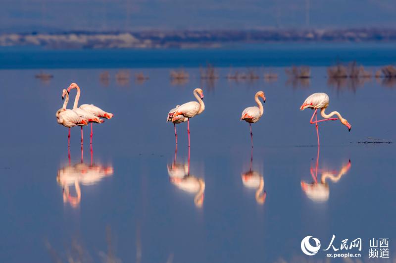 冬の運城塩湖にフラミンゴが飛來