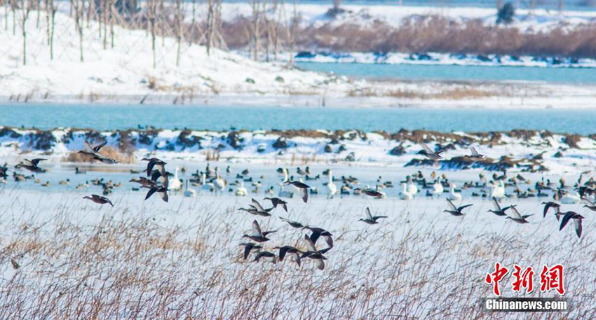 降雪後の江蘇省洪沢湖濕地保護(hù)區(qū)で遊ぶ渡り鳥たち　圧巻の美しさ