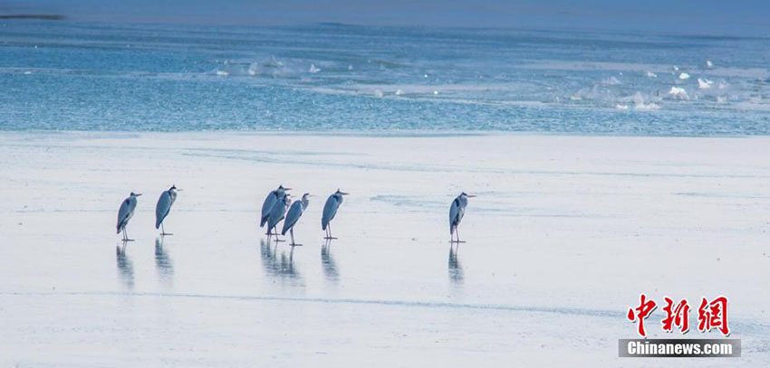 降雪後の江蘇省洪沢湖濕地保護區(qū)で遊ぶ渡り鳥たち　圧巻の美しさ