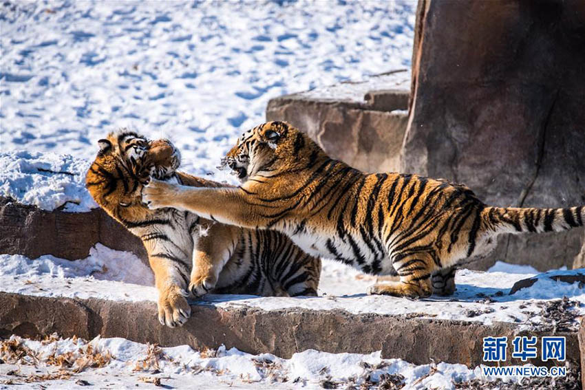 ハルビンでシベリアトラの野生化訓(xùn)練を?qū)g施　黒竜江省