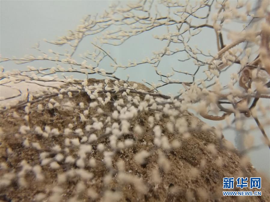 蛟竜號(hào)の「家」、國(guó)家深?；丐蚊孛埭蛱饯?></a></td></tr><tr><td class=