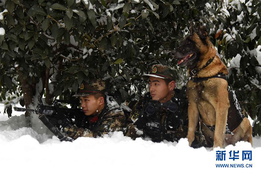 優(yōu)秀な「スーパーパートナー」　多數(shù)の功績(jī)を挙げた警察犬