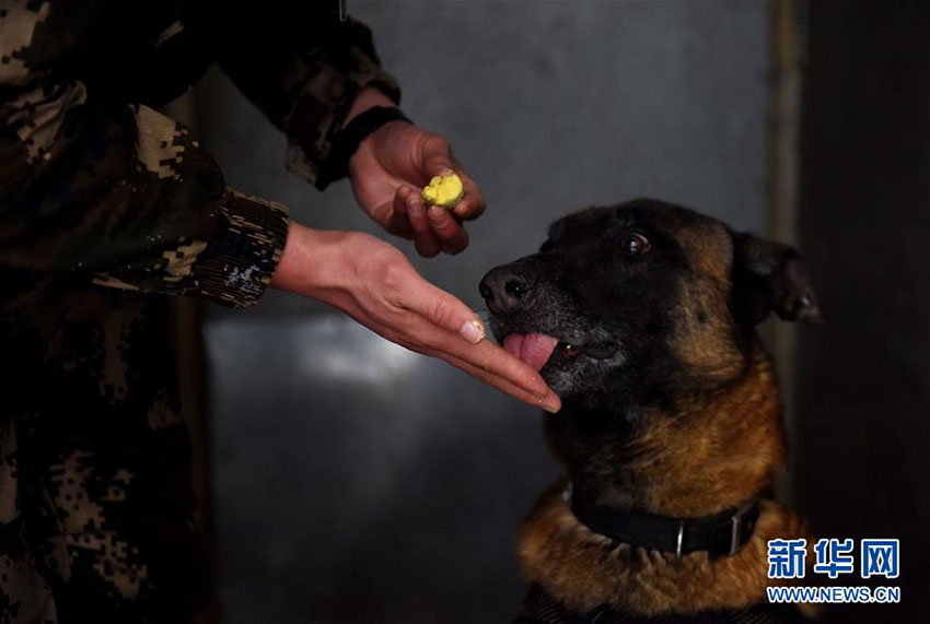 優(yōu)秀な「スーパーパートナー」　多數(shù)の功績(jī)を挙げた警察犬