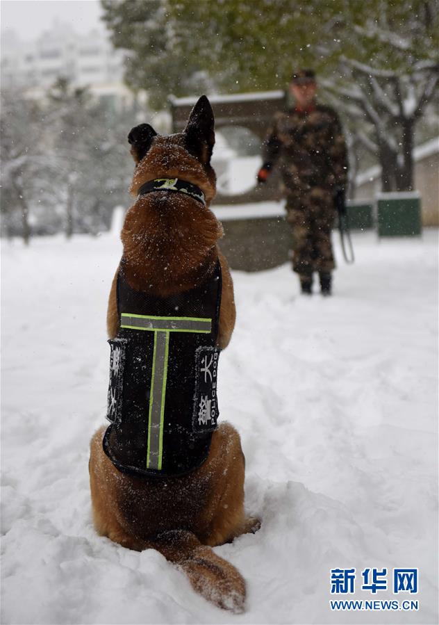 優(yōu)秀な「スーパーパートナー」　多數(shù)の功績を挙げた警察犬