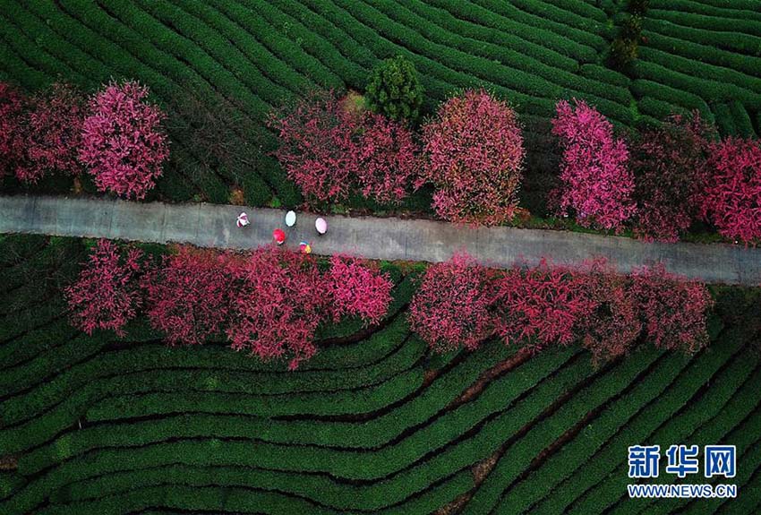 立春迫り、お茶の段々畑で早咲き桜が開花する　福建省