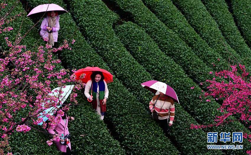 立春迫り、お茶の段々畑で早咲き桜が開(kāi)花する　福建省