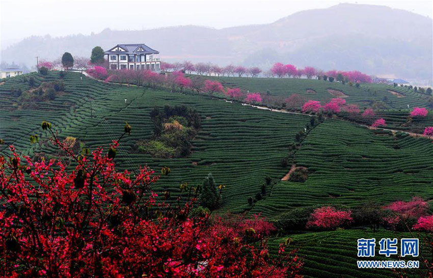立春迫り、お茶の段々畑で早咲き桜が開(kāi)花する　福建省