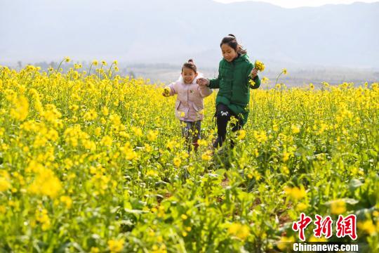 新余市の菜の花畑が開花期迎える　江西省