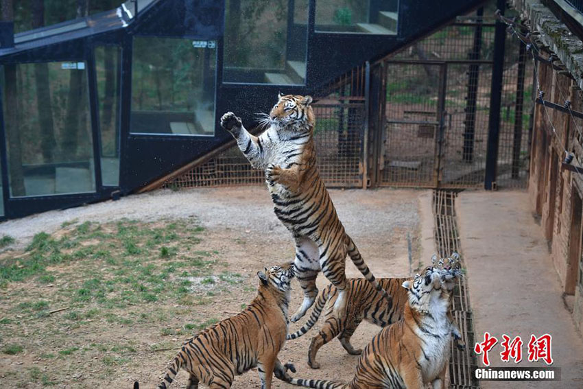 昆明市で気溫低下、寒さに強(qiáng)い東北虎たちは大はしゃぎ　雲(yún)南省　