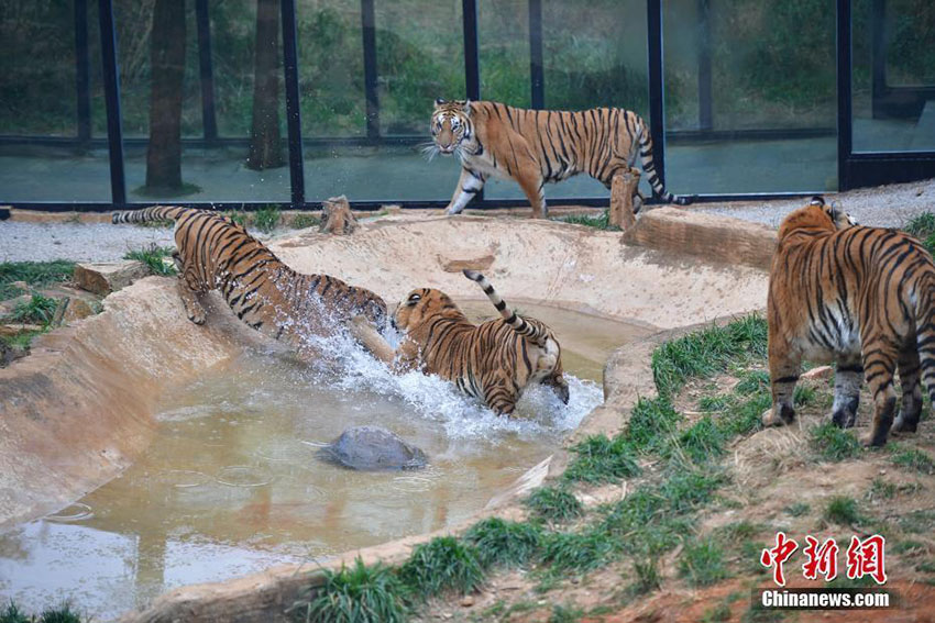昆明市で気溫低下、寒さに強(qiáng)い東北虎たちは大はしゃぎ　雲(yún)南省　