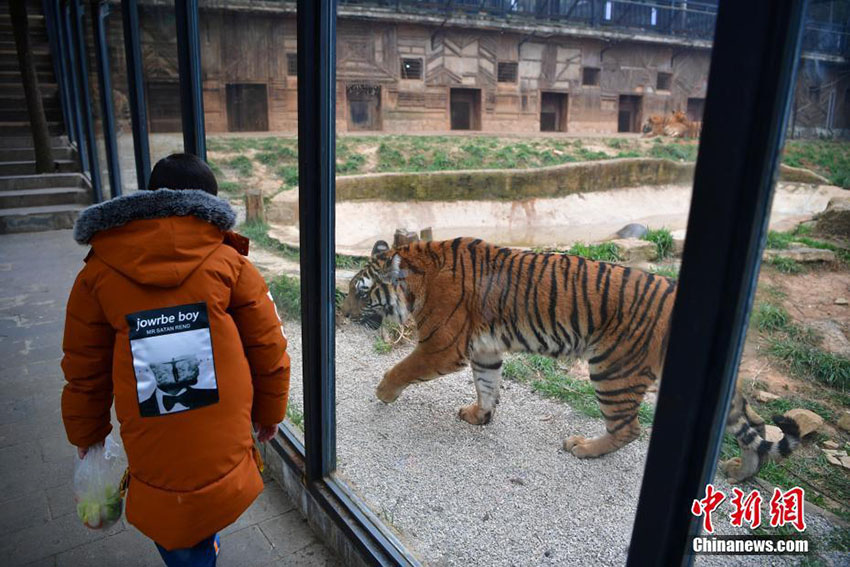 昆明市で気溫低下、寒さに強(qiáng)い東北虎たちは大はしゃぎ　雲(yún)南省　