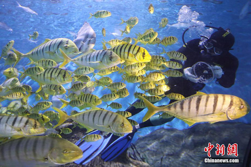 南京海底世界にコガネシマアジが登場(chǎng)　華やかに新年の到來(lái)を祝う