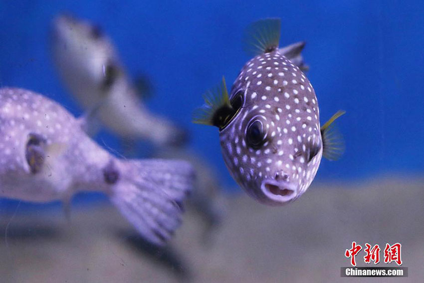 南京海底世界にコガネシマアジが登場(chǎng)　華やかに新年の到來を祝う