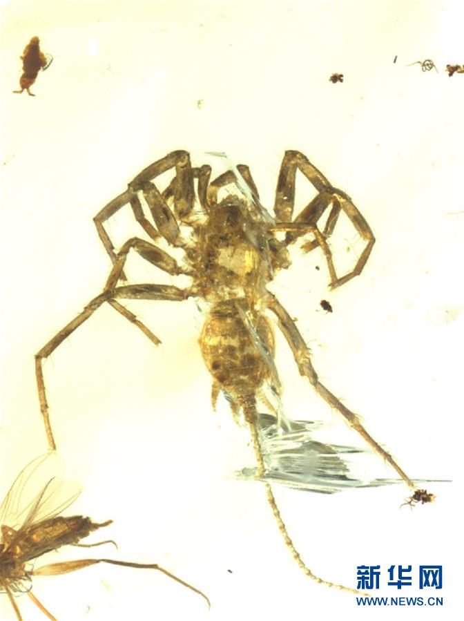 中國(guó)科學(xué)院が1億年前の珍しいクモを発見