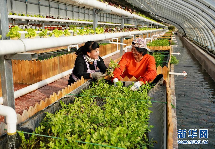 河北省の農(nóng)場で、魚と野菜の共生生態(tài)循環(huán)システムを?qū)?></td></tr><tr><td class=