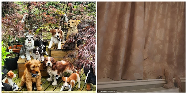 飼い主たちが投稿した「犬はどこへ行った？」寫真がネットで話題に