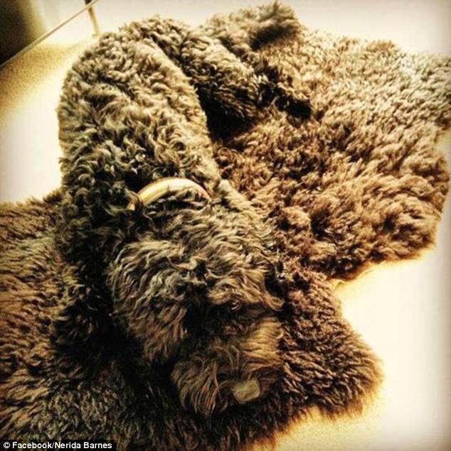 飼い主たちが投稿した「犬はどこへ行った？」寫(xiě)真がネットで話(huà)題に