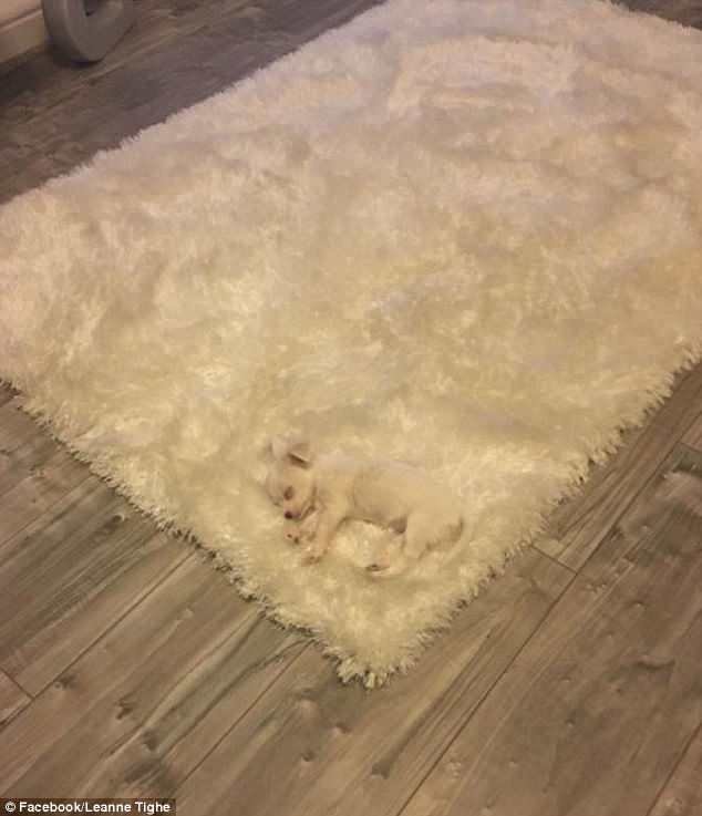 飼い主たちが投稿した「犬はどこへ行った？」寫(xiě)真がネットで話題に