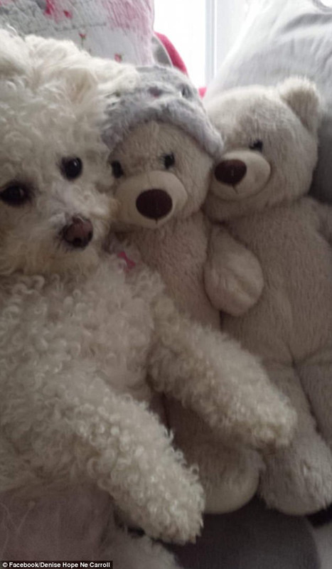 飼い主たちが投稿した「犬はどこへ行った？」寫真がネットで話題に