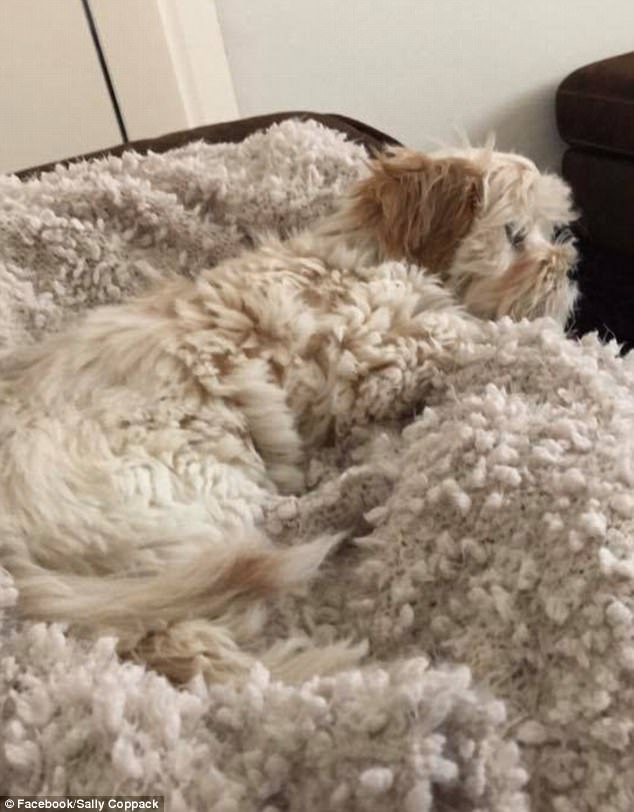 飼い主たちが投稿した「犬はどこへ行った？」寫(xiě)真がネットで話題に