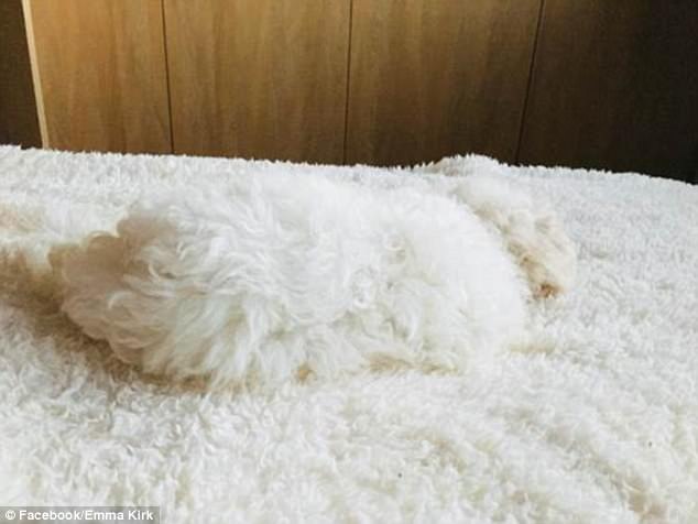 飼い主たちが投稿した「犬はどこへ行った？」寫真がネットで話題に