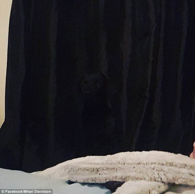 飼い主たちが投稿した「犬はどこへ行った？」寫(xiě)真がネットで話題に