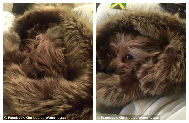 飼い主たちが投稿した「犬はどこへ行った？」寫真がネットで話題に