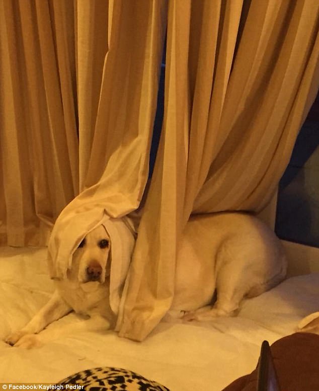 飼い主たちが投稿した「犬はどこへ行った？」寫真がネットで話題に